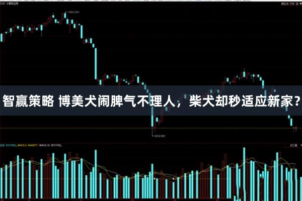 智赢策略 博美犬闹脾气不理人，柴犬却秒适应新家？